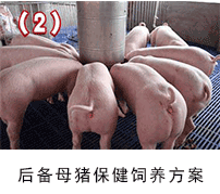 后备母猪保健-135保健养猪技术应用方案