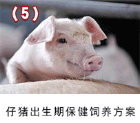 仔猪出生关保健--135保健养猪技术应用方案